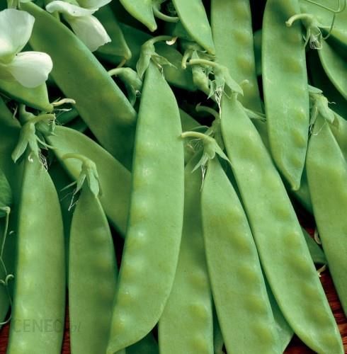 i-groch-cukrowy-sweet-horizon-odporny-na-choroby-kiepenkerl