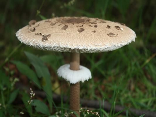 i-grzybnia-kani-grzyby-w-ogrodzie-czubajka-kania-5l