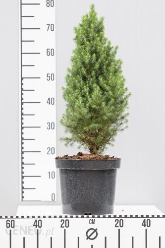 i-swierk-bialy-daisy-s-white-allplants